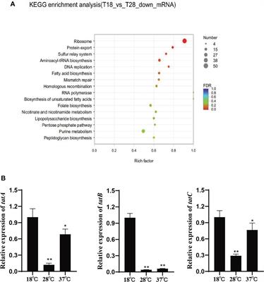 Frontiers The Temperature Dependent Expression Of Type Ii Secretion